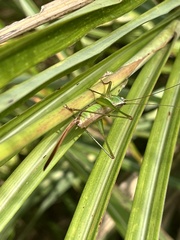 Conocephalus exemptus