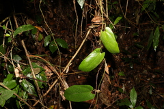 Aristolochia deltantha