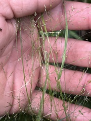 Agrostis perennans