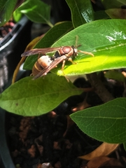 Polistes humilis