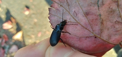 Pterostichus melanarius