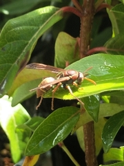 Polistes humilis