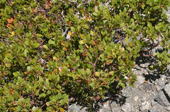 Arctostaphylos parryana