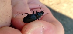 Pterostichus melanarius