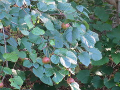 Vernicia fordii
