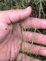 Agrostis perennans