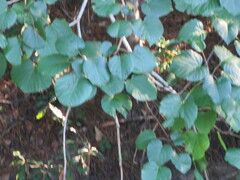 Vernicia fordii
