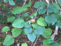 Vernicia fordii
