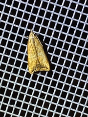 Dichomeris heriguronis
