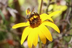 Bicyrtes insidiatrix