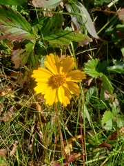 Coreopsis lanceolata