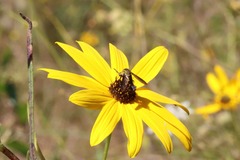 Lepidophora lepidocera