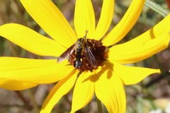 Lepidophora lepidocera