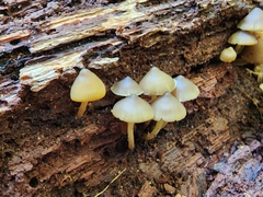 Mycena semivestipes
