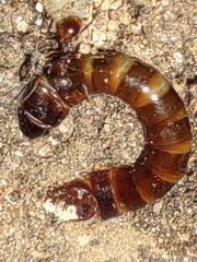 Meracantha contracta