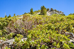 Arctostaphylos patula