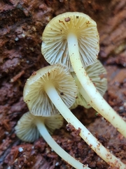 Mycena semivestipes