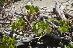 Arctostaphylos patula
