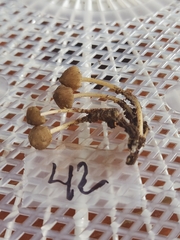 Mycena semivestipes