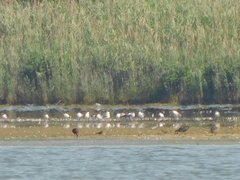 Leucophaeus atricilla