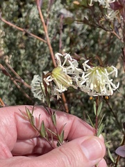 Pimelea linifolia linifolia