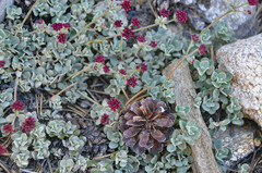 Eriogonum ovalifolium