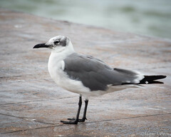 Leucophaeus atricilla