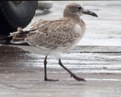 Leucophaeus atricilla