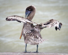 Pelecanus occidentalis