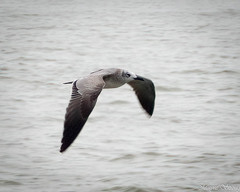 Leucophaeus atricilla