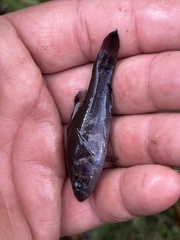 Aphredoderus sayanus