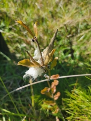 Asclepias viridis