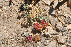 Eriogonum ovalifolium