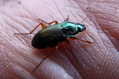 Poecilus lucublandus