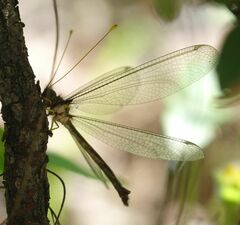 Haploglenius flavicornis