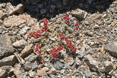 Eriogonum ovalifolium