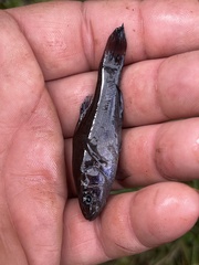 Aphredoderus sayanus