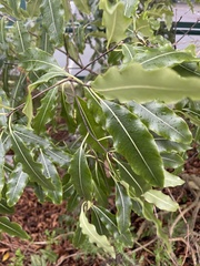 Pittosporum eugenioides