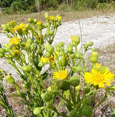 Chrysopsis scabrella