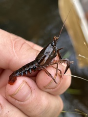 Procambarus versutus