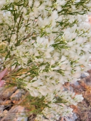 Baccharis neglecta