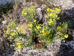 Chrysopsis scabrella