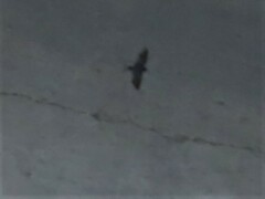 Hirundo rustica