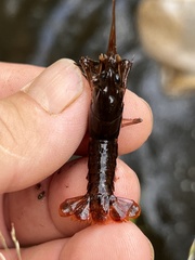 Procambarus versutus