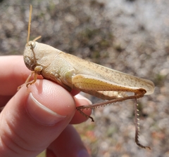 Schistocerca damnifica