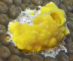 Siphonodictyon coralliphagum