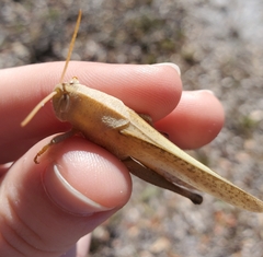 Schistocerca damnifica