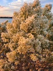 Baccharis neglecta