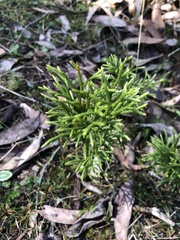 Lycopodiaceae