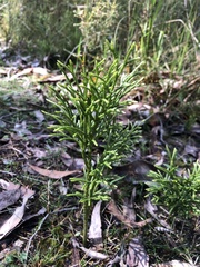 Lycopodiaceae